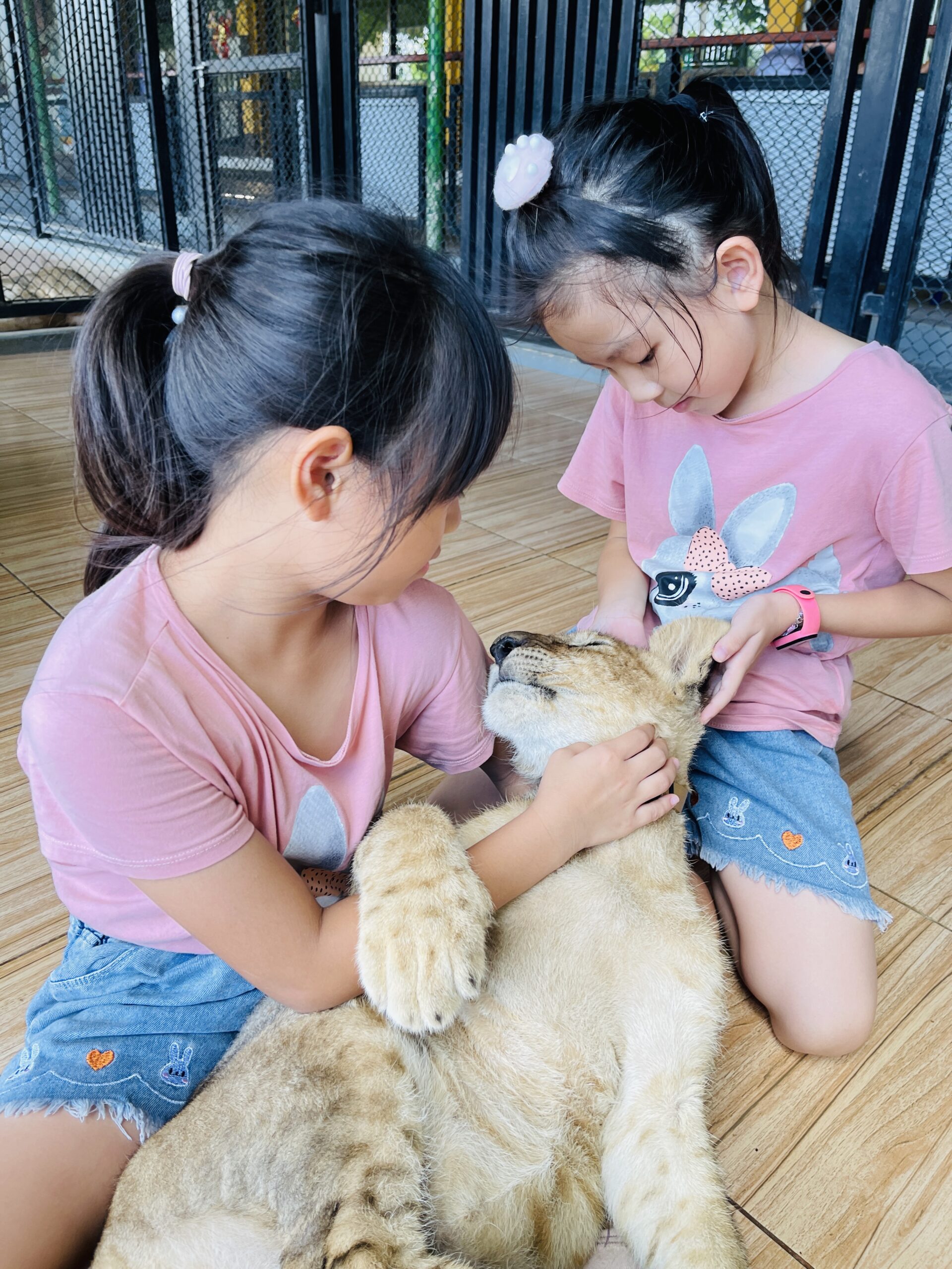 北碧府野生動物Safari Park Kanchanaburi小獅子餵奶互動拍照